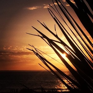 sunset through the fronds square